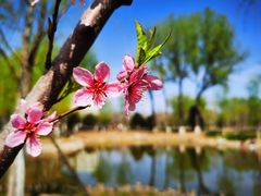 -莲花池公园
