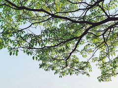 -鹤之洲湿地公园