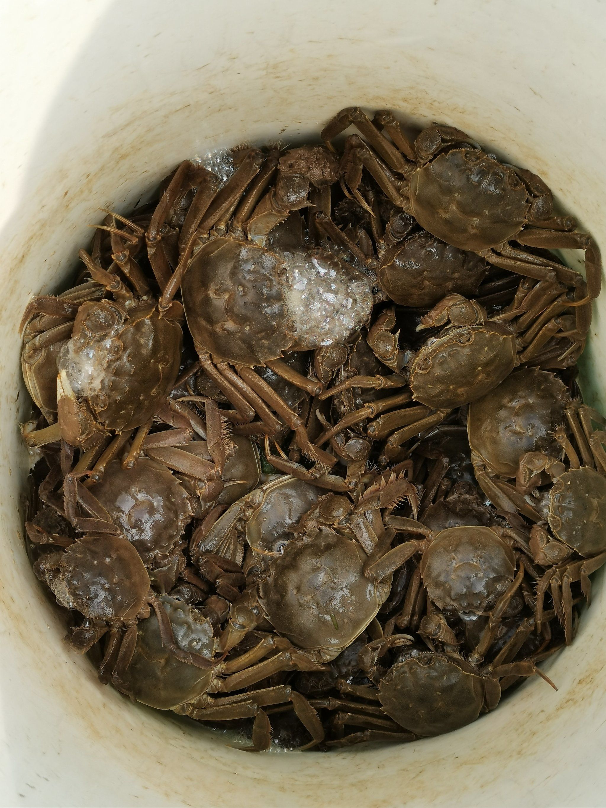 天天领红包 #抓螃蟹 崇明小河里好多螃