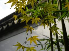 -秋霞圃