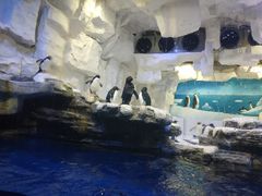 -华夏文旅海洋公园