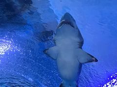 -海合安武汉极地海洋公园