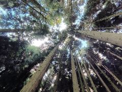 -武陵山森林公园