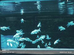 -石家庄市动物园