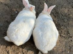 -栾川竹海野生动物园