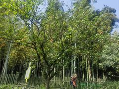 -树山生态村