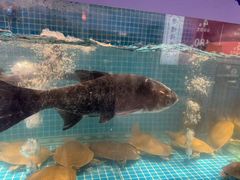 -鸽子侯·家宴·平价海鲜(市图书馆店)