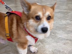 -美联众合动物医院·24h转诊中心