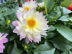-深圳仙湖植物园