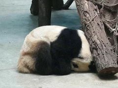 -成都大熊猫繁育研究基地