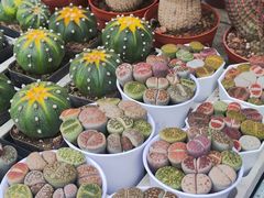 -三圣花乡旅游区