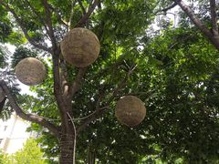-一棠龙虾•王牌虾球(后湖御华里店)