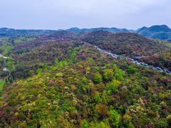 -贵州百里杜鹃风景名胜区