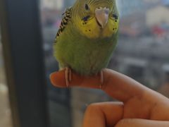 -怪兽屋·羊驼·猫咖·狗咖(俊华广场店)