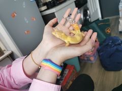 -酷以爬仙阁实体爬宠店·守宫·蜥蜴·专业繁育