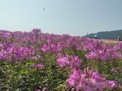 -径山花海