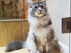 -十年猫舍·猫咪专门店(普陀店)