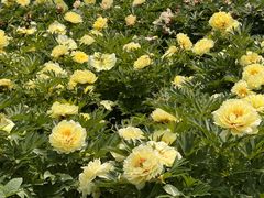 -洛阳市隋唐城遗址植物园