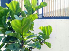 -云里小坐·小院里·团建·宴请·下午茶(三圣乡店)