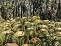 -深圳仙湖植物园