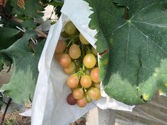 -马陆小张葡萄园农家乐