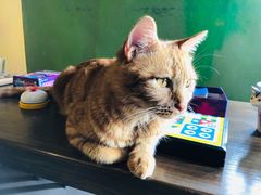 -猫猫幼稚园·撸猫·桌游·电玩