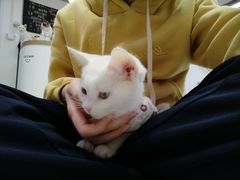 -Heymao猫咖.咖啡厅(东门店)