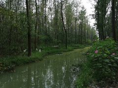 -合肥滨湖国家森林公园