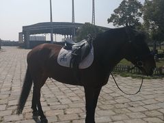 -松声马术俱乐部