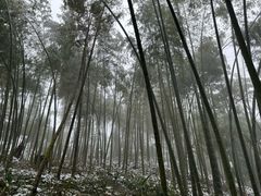 -蜀南竹海景区