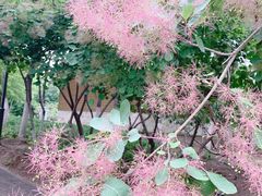 -大兴滨河森林公园