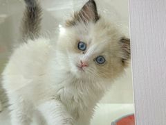 -青奢宠物·青奢猫舍