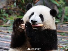-成都大熊猫繁育研究基地