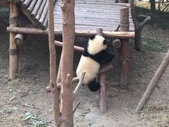 -成都大熊猫繁育研究基地