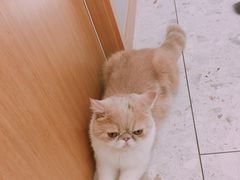 -飞行喵MR PILOT|猫舍·猫咖(静安大融城店)