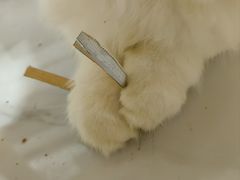 -楼上猫咖(罗湖店)