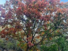 -白水寺森林公园