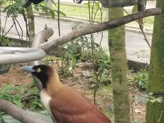 -新加坡飞禽公园