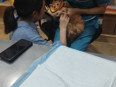 -瑞派名望24h动物医院异宠专科·猫专科·骨科·重症监护分院