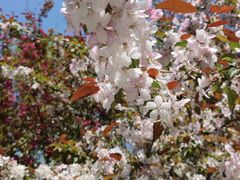 -长白岛森林公园