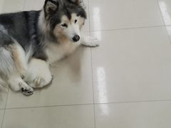 -汪说·狗咖(旺城大厦店)