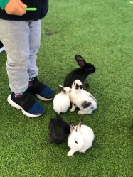 -萌宠亲子动物乐园(槐房万达店)