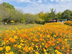 -花开海上生态园