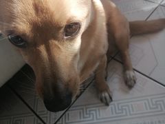 -美联众合动物医院(·中兽医·疑难杂症·严家桥分院)