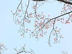 -杭州植物园