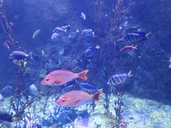 -太平洋海底世界