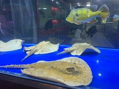 -中环花鸟鱼虫市场
