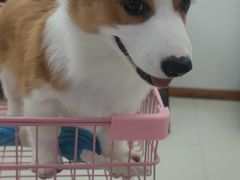 -翊宠yipet猫狗购宠庄园犬舍•猫舍