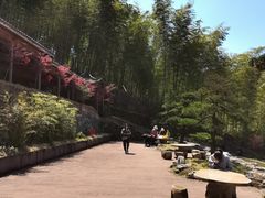 -宁波浙东大竹海景区