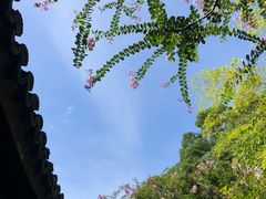 -上海醉白池公园